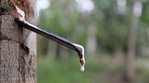 TT cao su châu Á ngày 25/7: Giá tại Nhật Bản hướng tới tuần tăng thứ sáu liên tiếp