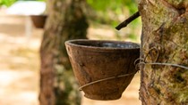 TT cao su châu Á ngày 22/5: Giá tại Nhật Bản hồi phục trở lại sau ba phiên giảm liên tiếp