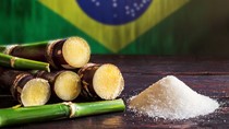 Sản lượng đường tại khu vực Trung Nam Brazil giảm 33% trong nửa cuối tháng 11/2025
