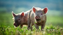 Giá heo hơi ngày 20/6/2025: Giảm nhẹ tại một số địa phương
