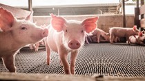 Giá heo hơi ngày 19/6/2025: Ba miền lặng sóng
