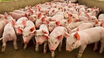 Giá heo hơi ngày 7/7/2025: Miền Nam giảm nhẹ, miền Bắc và miền Trung giữ giá đi ngang