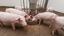 Giá heo hơi ngày 22/7/2025: Tiếp đà giảm tại ba miền, Gia Lai về mức 60.000 đồng/kg