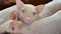 Giá heo hơi ngày 23/6/2025: Thị trường đi ngang trong sáng đầu tuần