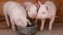 Giá heo hơi ngày 22/8/2025: Nhiều tỉnh, thành phố xuống mức 54.000 đồng/kg