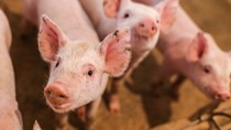 Giá heo hơi ngày 18/9/2025: Tiếp tục đi xuống, 60.000 đồng/kg là mức giao dịch cao nhất