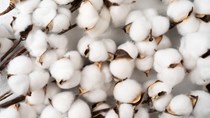 Diễn biến giá nông sản thế giới hôm nay 28/10/2026