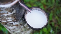 TT cao su châu Á ngày 10/3: Nguồn cung cao su hồi phục đang gây áp lực lên giá