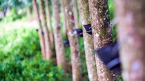 Giá cao su hôm nay 9/1: Đồng loạt tăng trên các sàn giao dịch chủ chốt châu Á