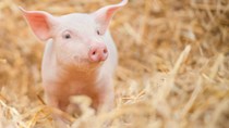 Giá heo hơi hôm nay 13/5: Sơn La và Thanh Hoá tăng nhẹ 1.000 đồng/kg