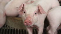 Giá heo hơi hôm nay 2/3: Tiếp đà giảm, nhiều địa phương xuống còn 68.000 đồng/kg