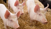 Giá heo hơi hôm nay 12/5: Biến động trái chiều, 71.000 đồng/kg vẫn là mức giao dịch cao nhất