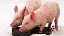 Giá heo hơi hôm nay 9/3: Giảm 1.000 - 2.000 đồng/kg ở cả ba miền