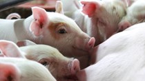 Giá heo hơi hôm nay 13/3: Thị trường biến động trái chiều
