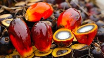 Indonesia có thể tăng thuế xuất khẩu dầu cọ để hỗ trợ mở rộng chương trình nhiên liệu sinh học