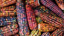 Thị trường hàng hoá Brazil tháng 9/2026: Xuất khẩu ngô và thịt bò sụt giảm do áp lực hạn ngạch và cạnh tranh