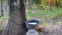 Bảng giá cao su châu Á hôm nay 24/4/2025