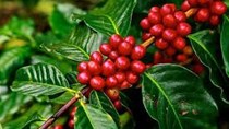 Xuất khẩu cà phê của Honduras giảm 15% trong tháng 12/2018