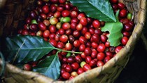 Xuất khẩu cà phê của Brazil trong tháng 7 giảm 8% xuống 1,51 triệu bao