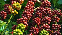 Cà phê Châu Á: Giá ở Việt Nam giảm, Indoensia trầm lắng
