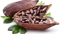 Vụ cacao chính của Bờ Biển Ngà ở mức 1,27 triệu tới 1,3 triệu tấn