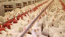 Trung Quốc phê duyệt nhập khẩu gia cầm sống từ Mỹ