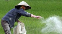 Giá phân bón tháng 8/2015: Phân Ure giao dịch ít nhưng vẫn khan hàng