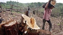 Dự kiến giảm 10% thuế khai thác gỗ tự nhiên