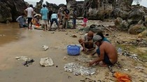 Hải sâm bị sóng đánh dạt đầy bãi biển Phú Quốc