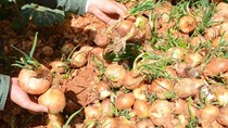Hành tây Đà Lạt giá cao kỷ lục