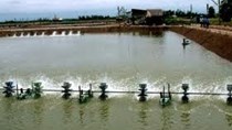 Diện tích nuôi tôm chân trắng giảm 19% 