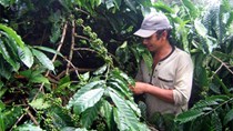 Xuất khẩu cà phê giảm mạnh 6 tháng đầu năm 