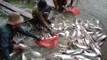 Nửa đầu tháng 7, giá cá tra nguyên liệu xuất khẩu liên tục giảm, nông dân điêu đứng