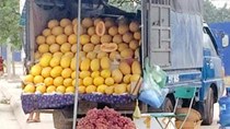 Dân Việt ăn 60 tấn dưa lưới vàng Trung Quốc/ngày
