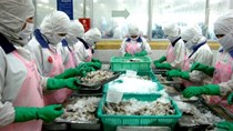  Năm 2015: Xuất khẩu tôm dự báo giảm mạnh