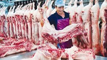 Giá lợn giảm sâu, nông dân ĐBSCL lo lắng