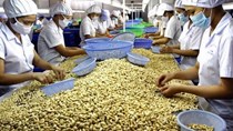 Điều thô nhập khẩu từ Tây Phi chất lượng kém