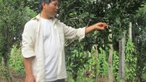 Trái mắc ca không biết tiêu thụ ở đâu