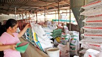 Tốn 1,6 tỷ USD nhập thức ăn chăn nuôi 6 tháng đầu năm