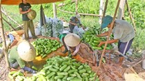 Nông dân bị thương lái ép giá