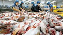 Xuất khẩu cá tra “ách tắc” vì một tờ giấy 
