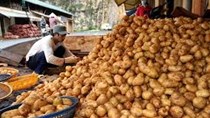 Khoai tây, hành Đà Lạt tăng giá từng ngày