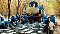 Tuần 20/7 - 24/7/2015: Giá cao su thế giới giảm mạnh, trong nước giữ nguyên
