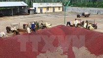 Không xây thêm nhà máy chế biến cà phê trong giai đoạn 2020-2030