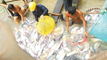 Bộ Nông nghiệp quyết giữ tỷ lệ mạ băng cá tra 10%