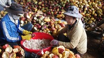 Bội thực cây 'tỷ đô'