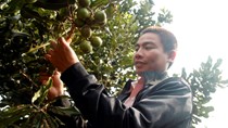 Tiêu chuẩn kỹ thuật đầu tiên cho cây mắc ca ở Việt Nam