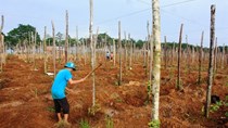 Tiếp tục lên cơn sốt trồng tiêu