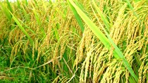 Tuần 31/7-6/8: Giá lúa khô  4.900– 5.000 đ/kg, ĐBSCL xuống giống vụ Hè Thu