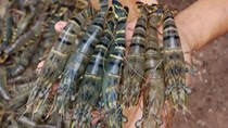 Tháng 7, giá tôm nguyên liệu tăng nhẹ